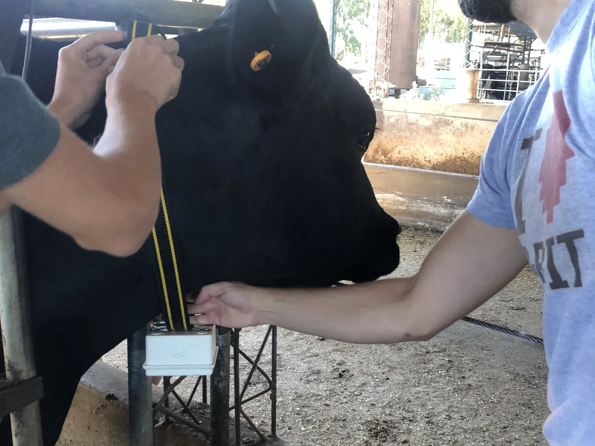 Colocación de un collar de identificación en una vaca